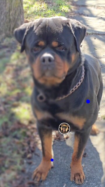 Really Ready, but low-key stalin