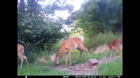 Deer Cam 08-04-2025 Doe And Fawn Chewing On Stick Game Cam Trail Cam