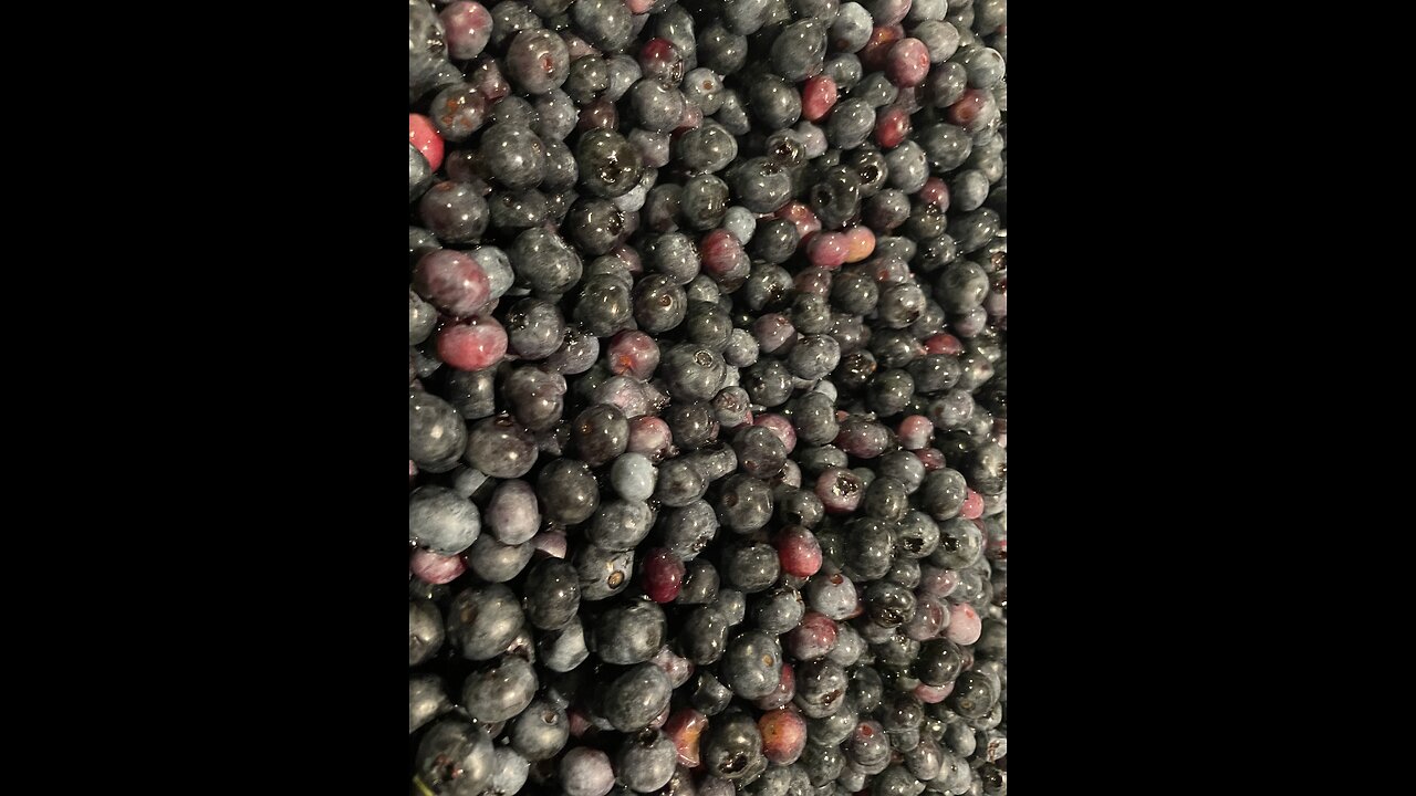 Blueberry Haul