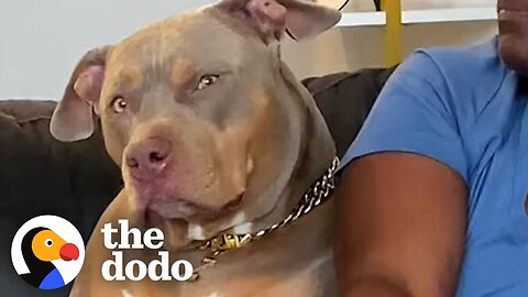 Pittie Give Mom Side-Eye When She's With Grandma | The Dodo