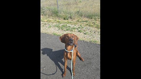 Walking dogs!