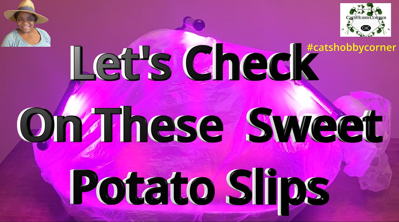 Let's Check On These Potato Slips - #catshobbycorner #garden