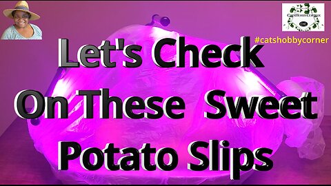 Let's Check On These Potato Slips - #catshobbycorner #garden