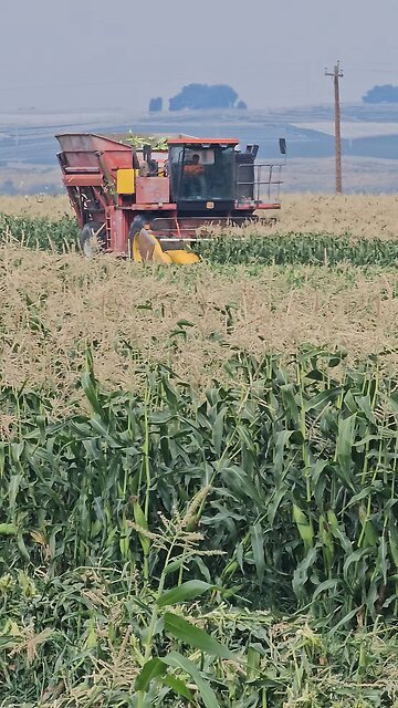Fun to See Harvest happening.