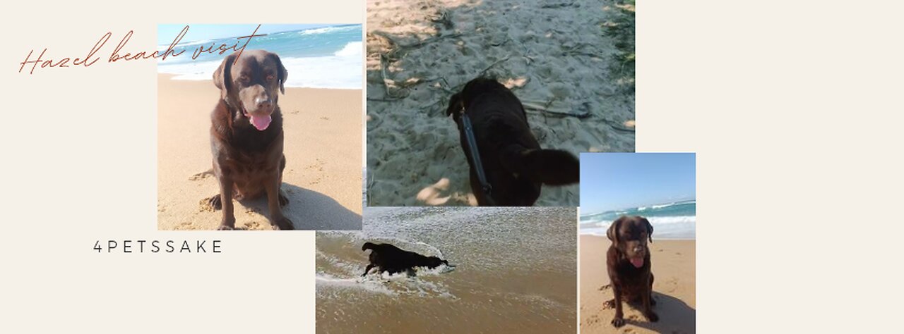 Hazel - Beach day and fetch
