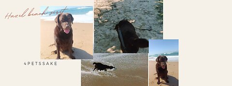 Hazel - Beach day and fetch