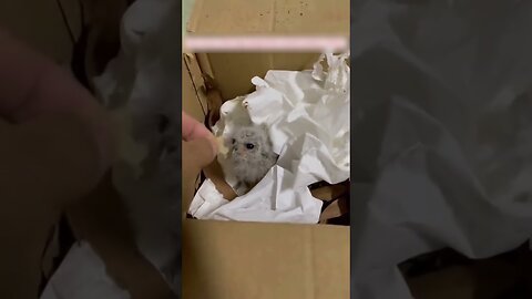 Dogs found a lost souvenir in the woods and their master saved him