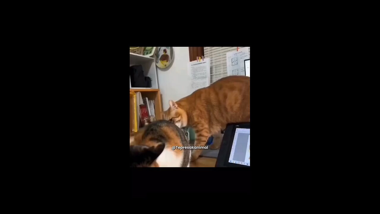 Funny cat