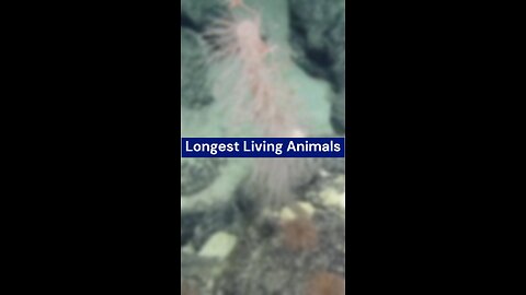 Longest Living Animals
