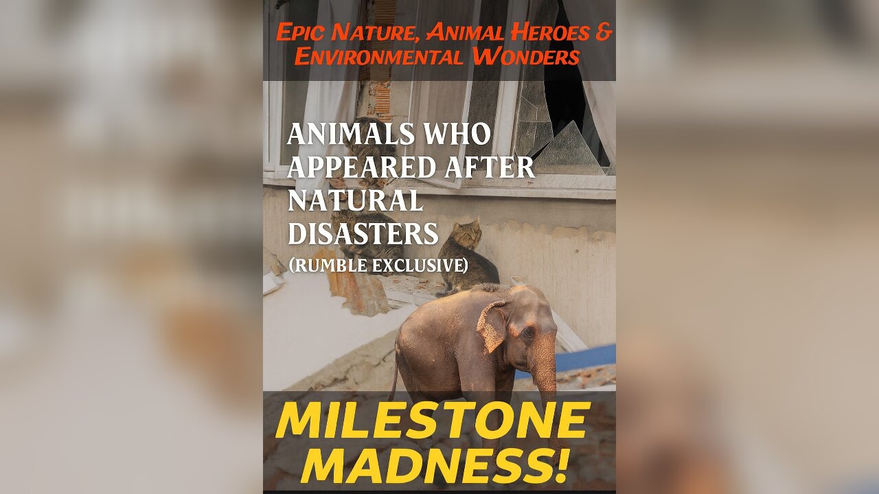 Animals Who Appeared After Natural Disasters (Rumble Exclusive)