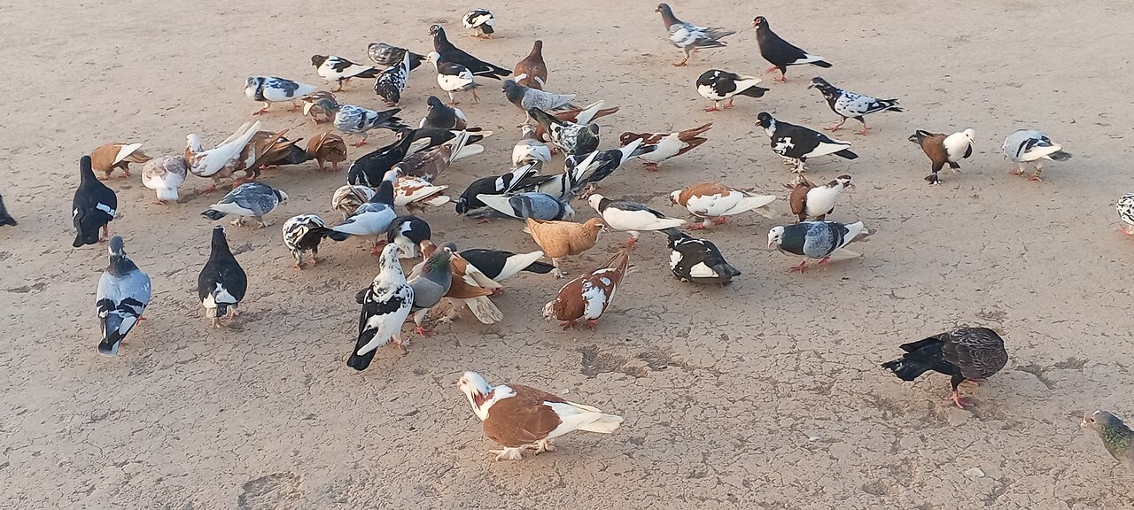 Beautiful Pigeon Documentary 🕊️