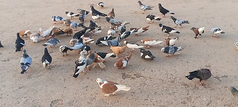 Beautiful Pigeon Documentary 🕊️