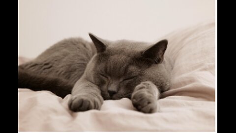 Dreaming of Tuna: Do Not Disturb This Furry Queen