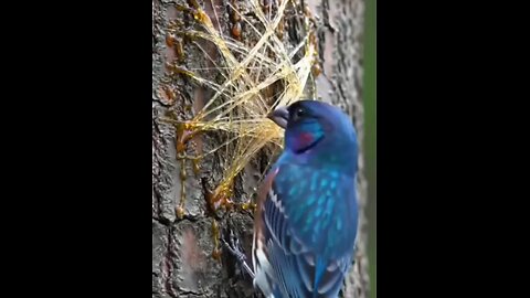 "Bird's Amazing Nest Building Skills"