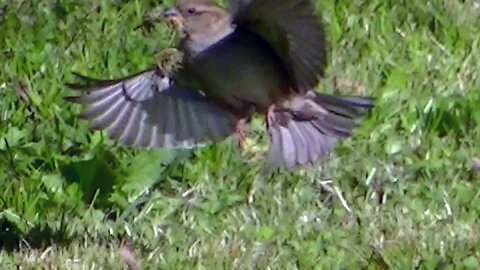 IECV NV #771 - Female House Sparrow Getting Nesting's 3-30-2019