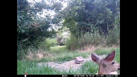 Deer Cam 09 05 2025 Fawn Bedding Bedded In Front Of Game Cam Trail Cam