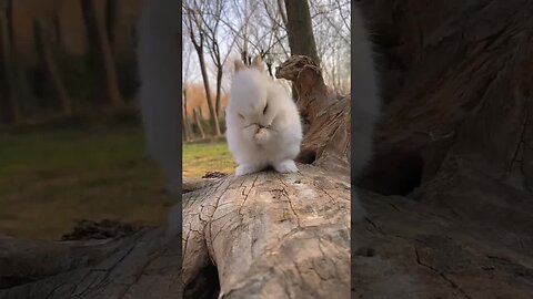 Seeing the little rabbit's surprised expression, cute pet debut plan, pastoral cute pet, rabbit
