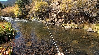 This stream wasn't easy to fish but it was definitely worth the effort!