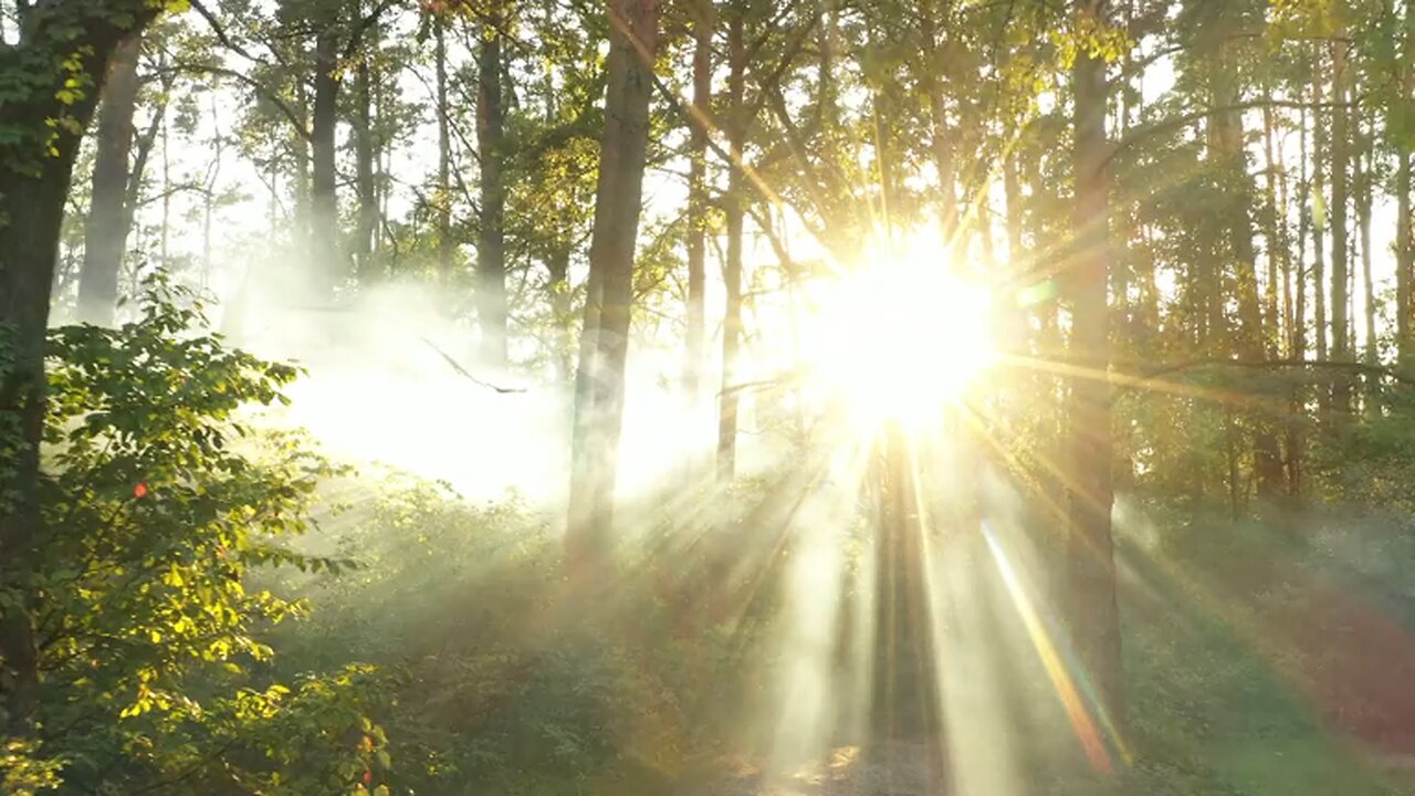 Nature Morning