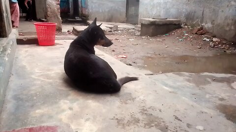 My dog 😓💔 #follow #like #YouTube #facbok #tik tok