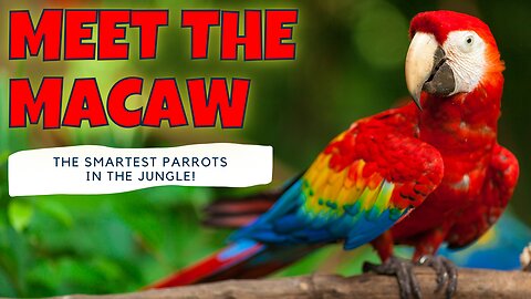 Brilliant Macaws Colorful, Clever, and Full of Personality!