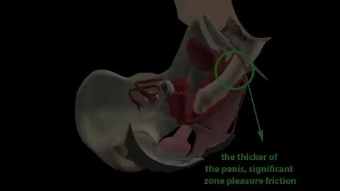 The Anatomy of female sexually pleasure