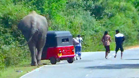 Wild Elephant Attack To Tuk Tuk