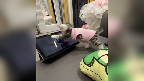 Funny cat clip 2025 (😛try Not to 😂)