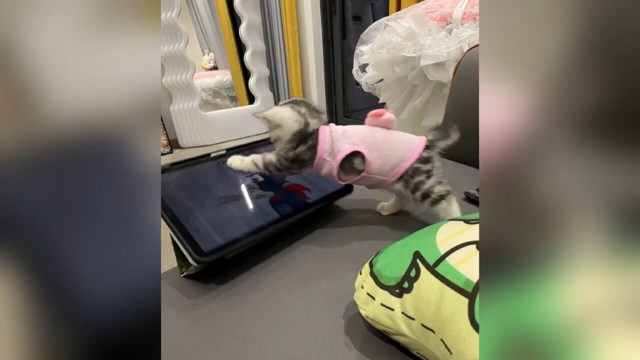 Funny cat clip 2025 (😛try Not to 😂)