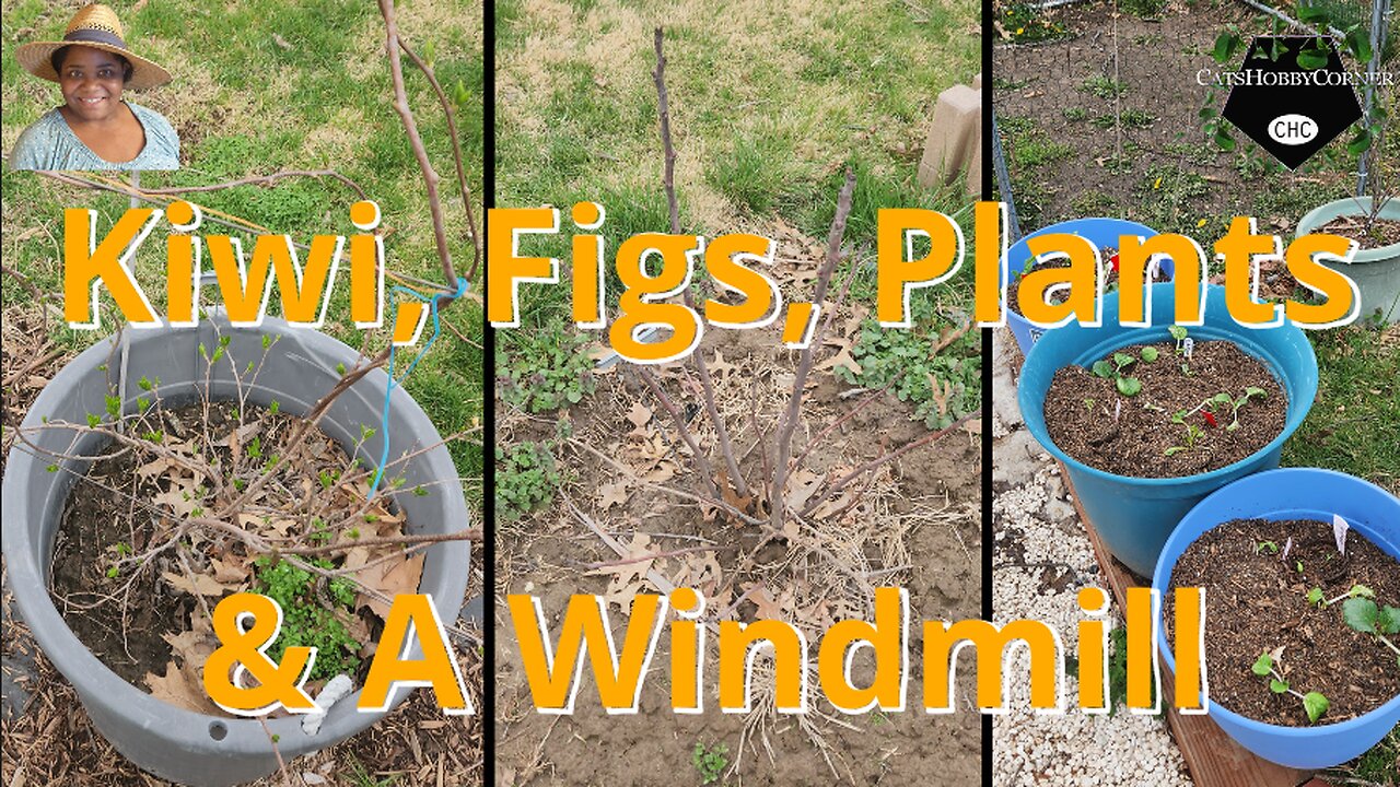 Kiwi, Figs, Plants & A Windmill - #catshobbycorner #gardening