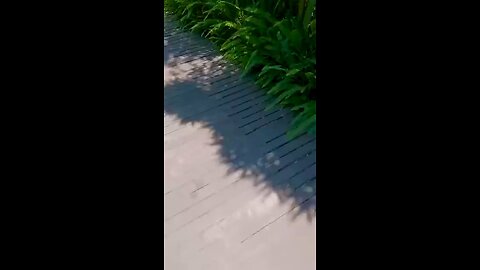 Baby panda waves