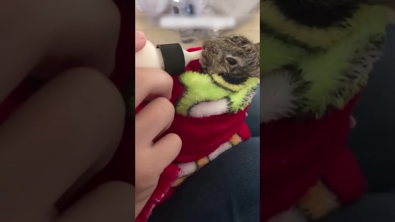 The cat brought home a new friend and it turned out to be a bunny