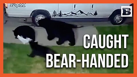 Neighborhood Surprise: Bears Spotted Walking Off With Loot