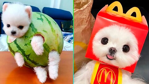 Adorable Pomeranian Puppies Being Hilarious 🐶😂 | Cutest & Funniest Dog Moments!
