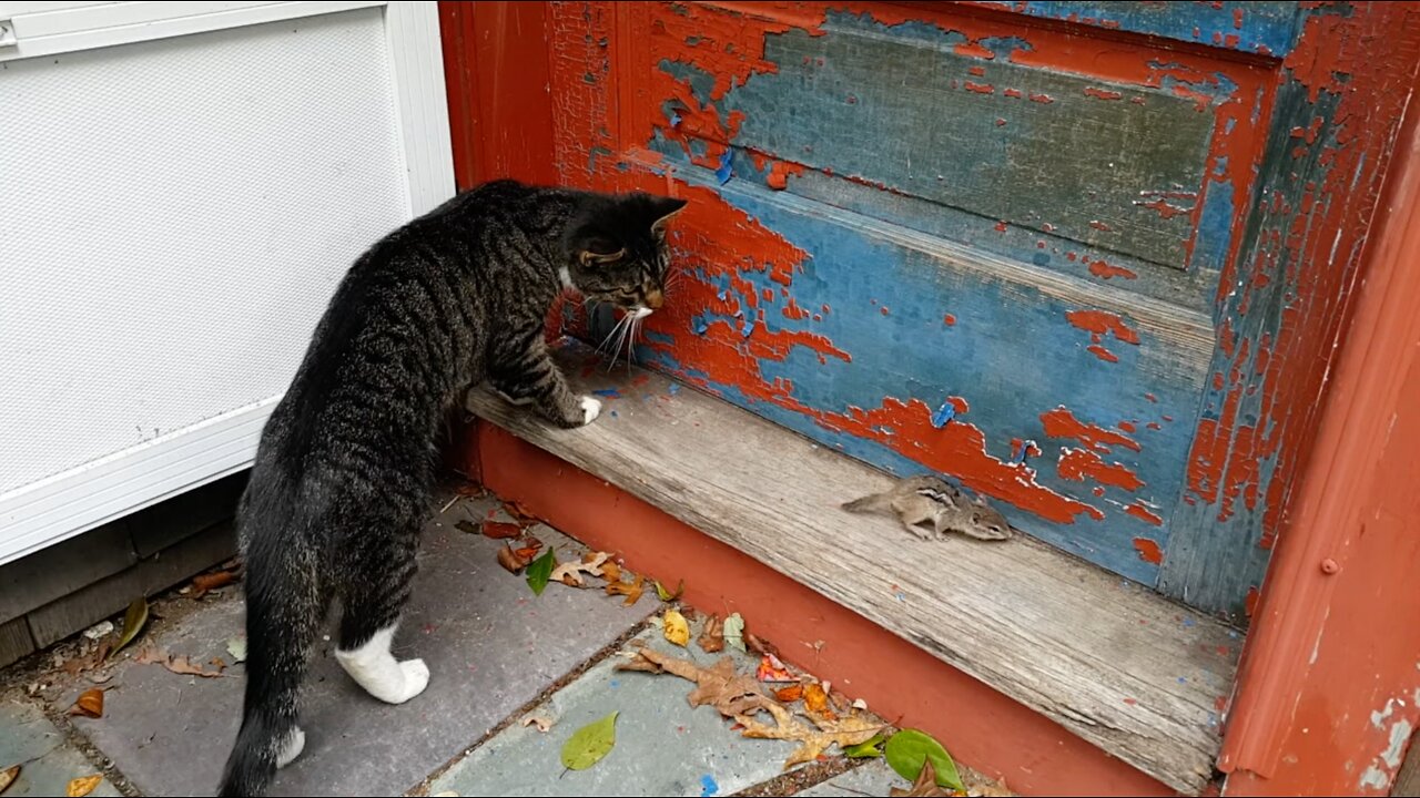 How to Pet a Chipmunk
