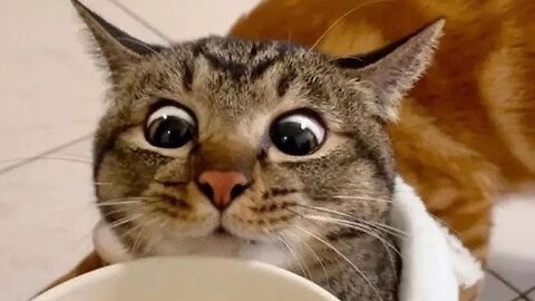 Funny cat 🐱