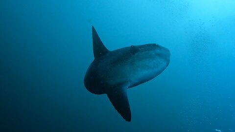Freaky giant Mola Mola fish come to inspect scuba divers