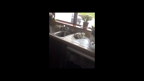 funny video for cats in the world