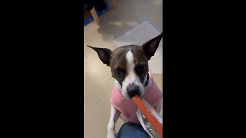 Pepperoni Stick 4 Princess