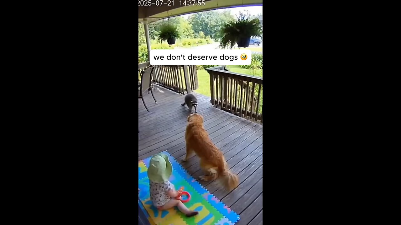 we don't deserve dogs