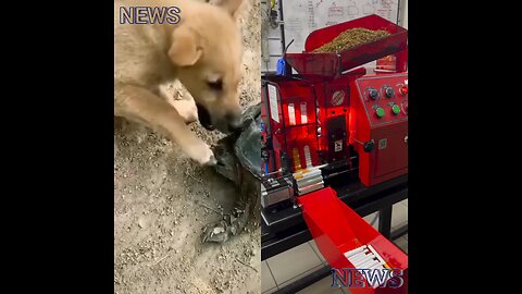 How cigarettes are made. A turtle is biting and holding a dog's leg.