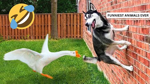 The Funneist animals ever! (RENEWED VERSION 2025)