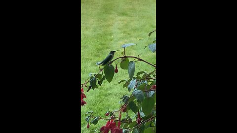 Humming Bird