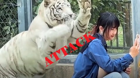 🐅 White Tiger Creeps Up on Girl… Then Hits the Glass! 😱 | #ChinaZooMoment