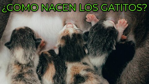 How Cats Reproduce: From Mating to Birth-Así se reproducen los gatos: del apareamiento al nacimiento