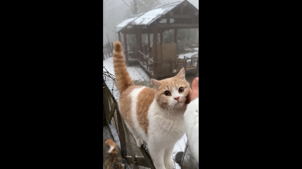 Cute kitty cat on the rail