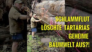 Gigantisch versteinerte Bäume die jedem Gesetz der Physik widersprechen