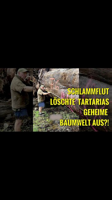 Gigantisch versteinerte Bäume die jedem Gesetz der Physik widersprechen