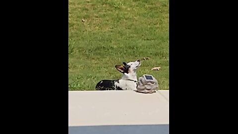 FRISBEE DOG