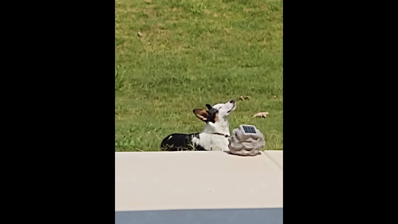 FRISBEE DOG